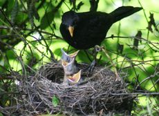 Amsel-1-Tag-6.jpg